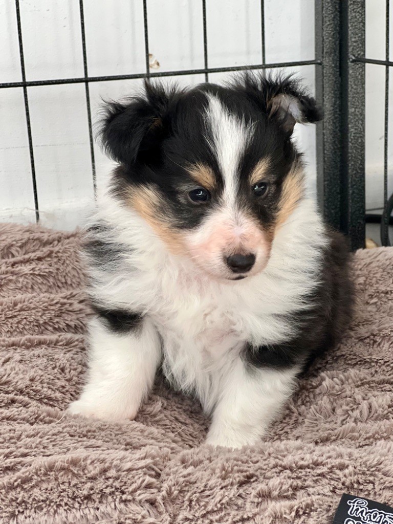 chiot Shetland Sheepdog De L’Etoile Du Shetland